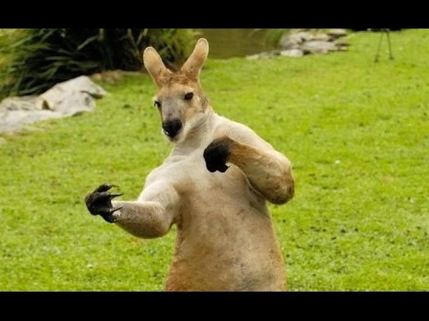 Funny Kangaroo Dancing Picture