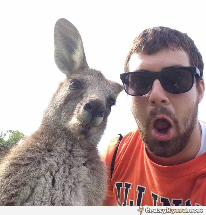 Funny Kangaroo Taking Selfie With Man