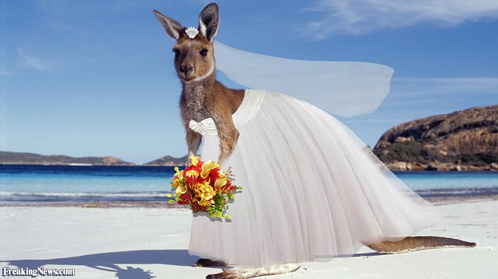 27 More Funny Kangaroo Pictures