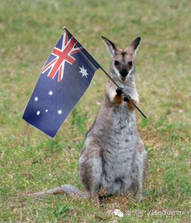 Funny Kangaroo With Australia Flag