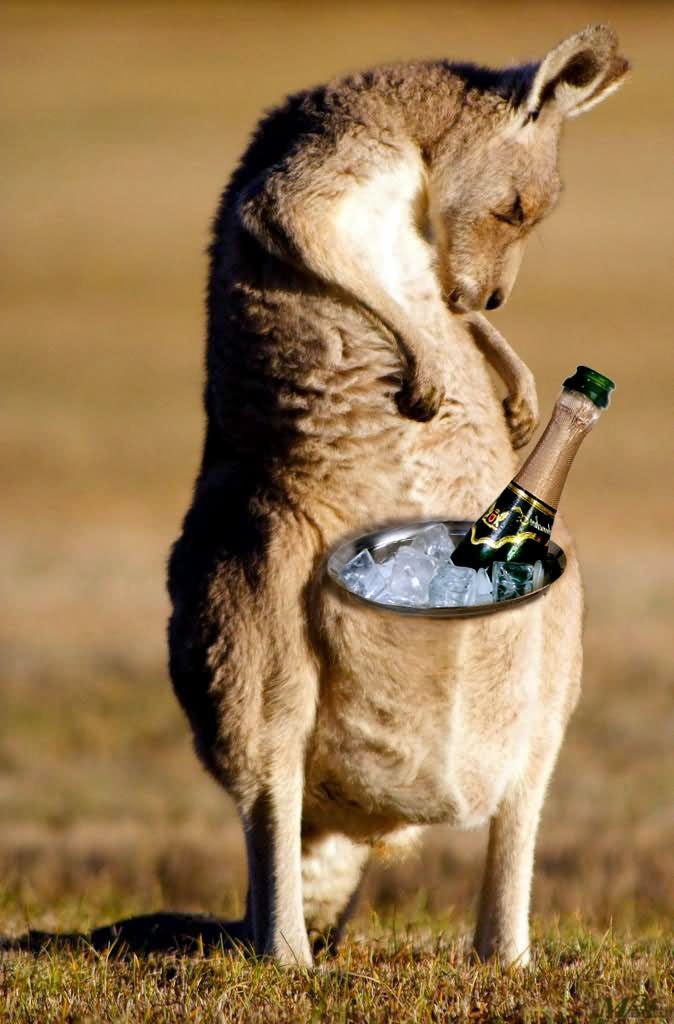 Funny Kangaroo With Pouch Of Beer