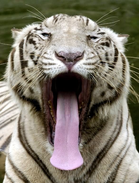 Funny Yawning Tiger