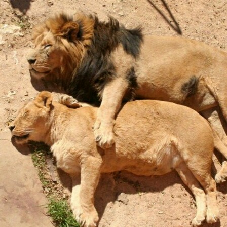 Funny Lion Couple Sleeping