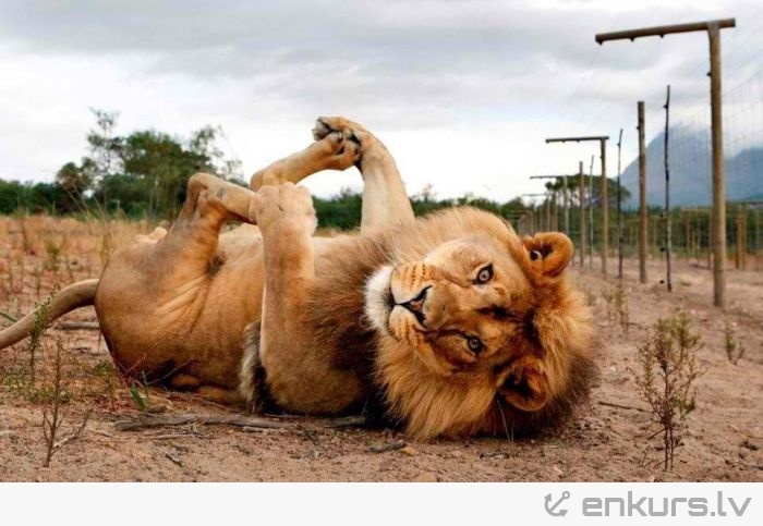 Funny Lion Playing In Ground