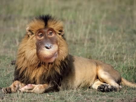 Funny Lion With Monkey Face