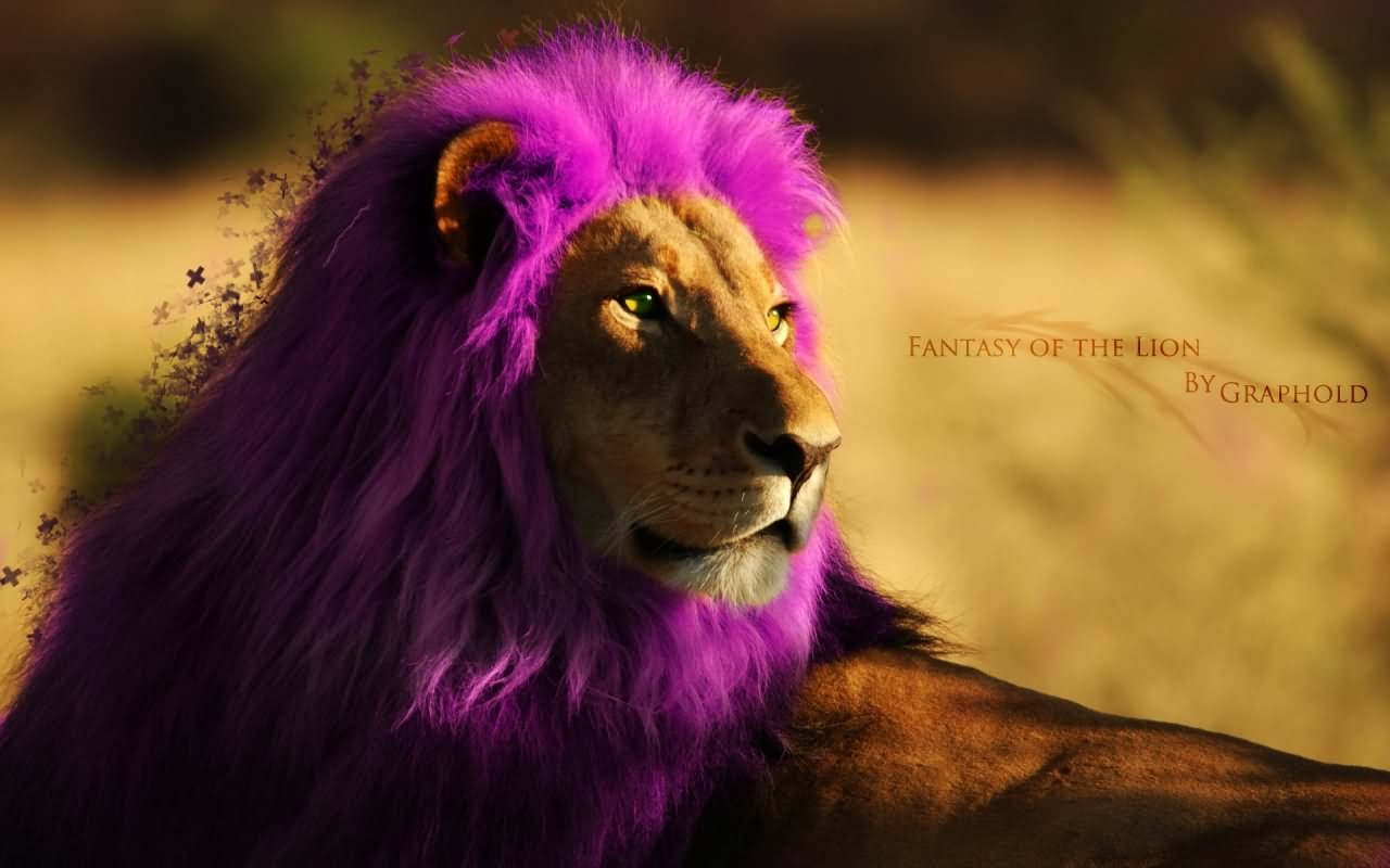 Funny Lion With Pink Hair