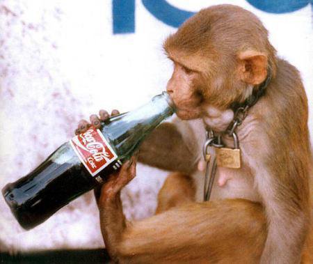 Funny Monkey Drinking Coca Cola