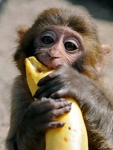 Funny Monkey Eating Banana