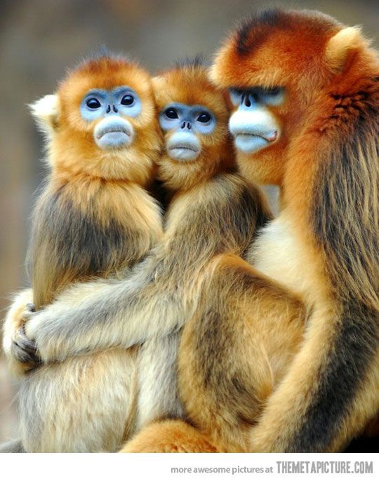 Funny Monkey Family