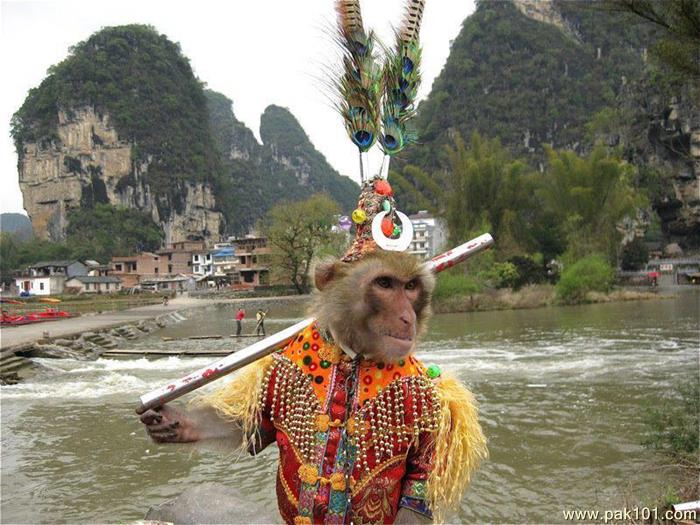 Funny Monkey In Colorful Dress