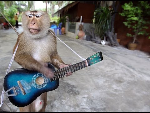 Funny Monkey Playing Guitar