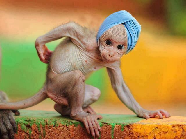 Funny Monkey Shape As Indian Prime Minister