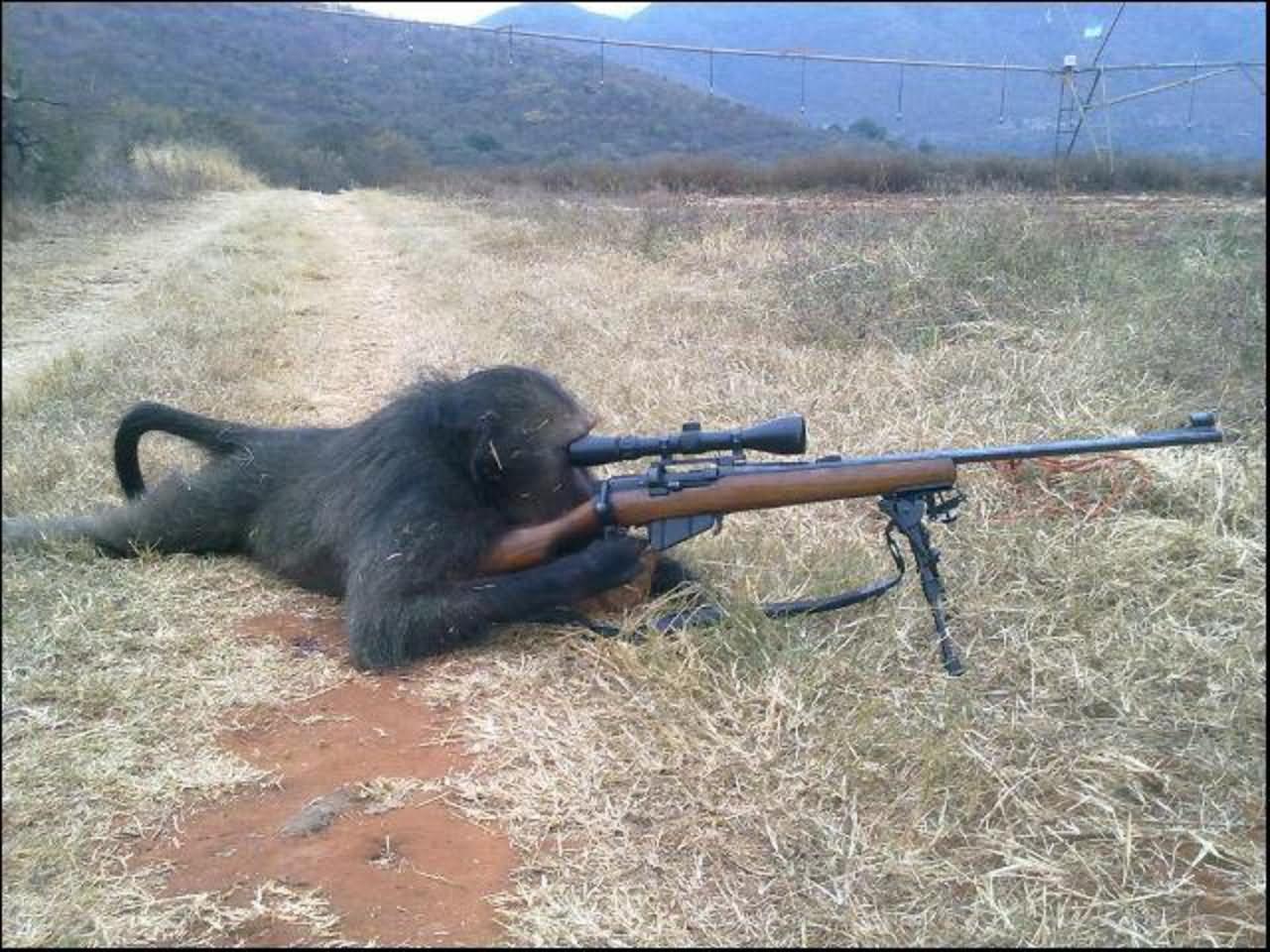 Funny Monkey Shooting Gun
