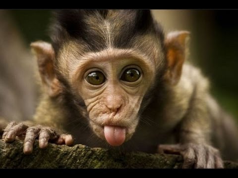 Funny Monkey Showing Tongue