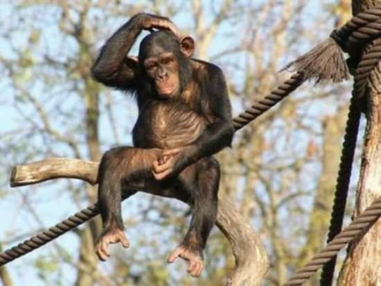Funny Monkey Sitting On Rope