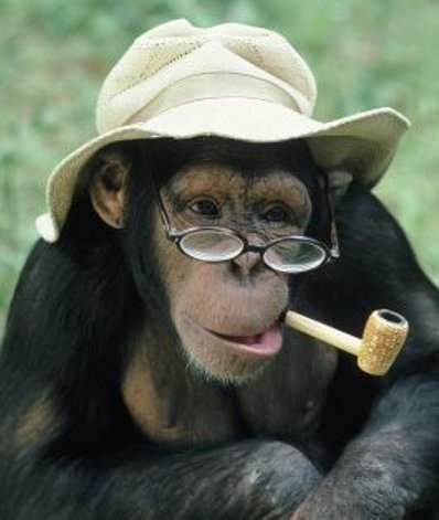 Funny Monkey Smoking