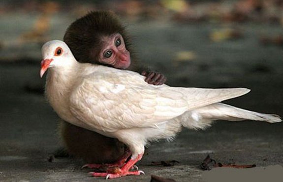 Funny Monkey With Pigeon