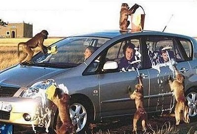 Funny Monkeys Washing Car