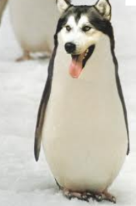 Funny Penguin Wolf Picture