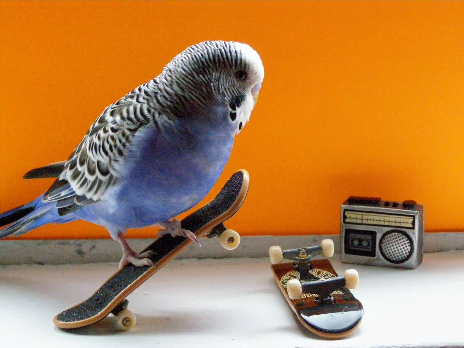 Funny Skateboarding Bird Picture