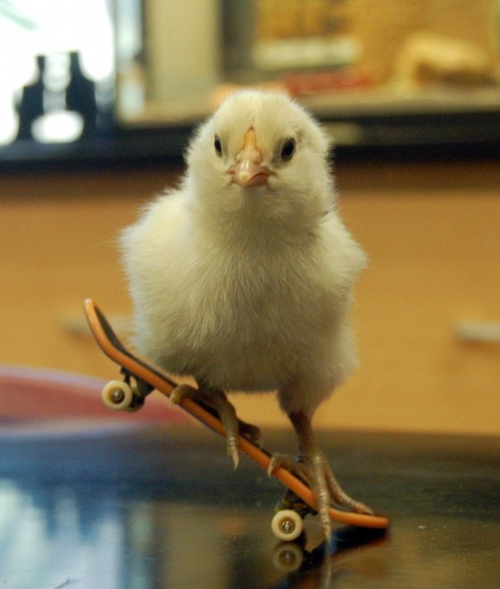 Funny Skateboarding Chicken