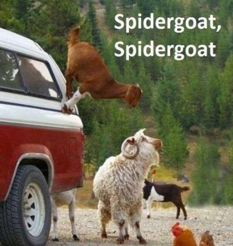 Funny Spider Goat
