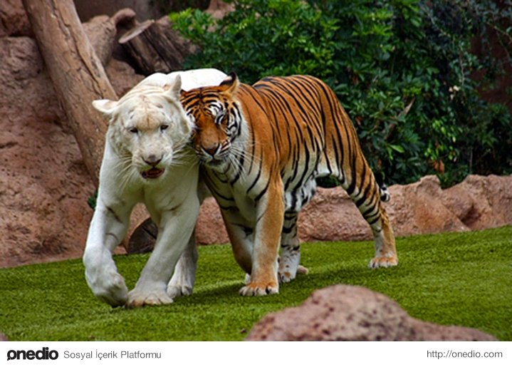Funny Tiger Couple