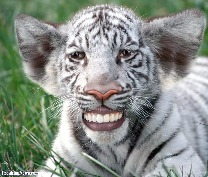 Funny Tiger Cub Showing Man's Teeth