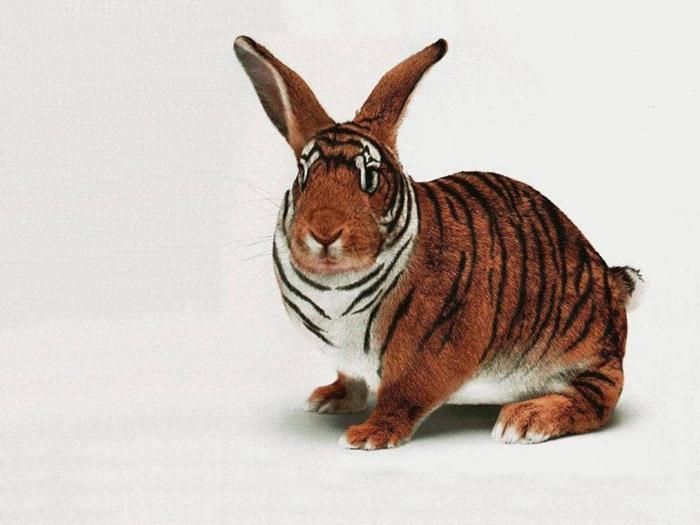 Funny Tiger Look As Rabbit