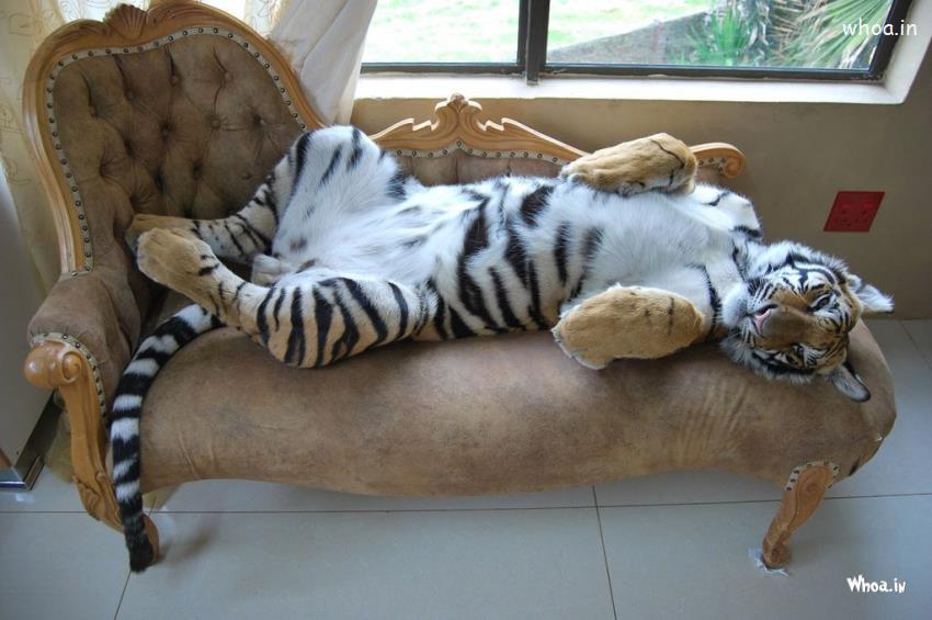 Funny Tiger Sleeping On Sofa