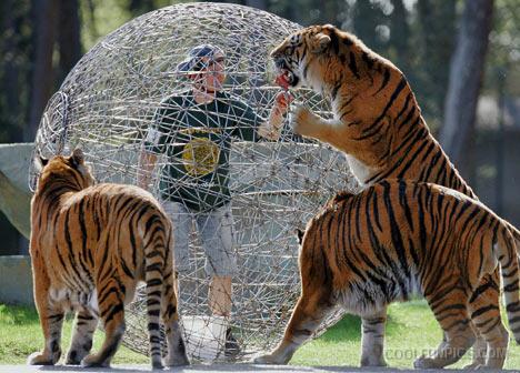 Funny Tigers Attack Picture