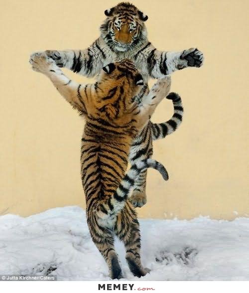 Funny Tigers Dancing Picture