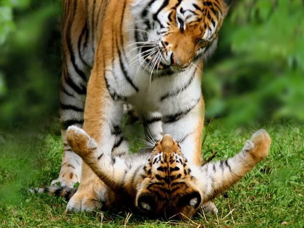 Funny Tigers Playing