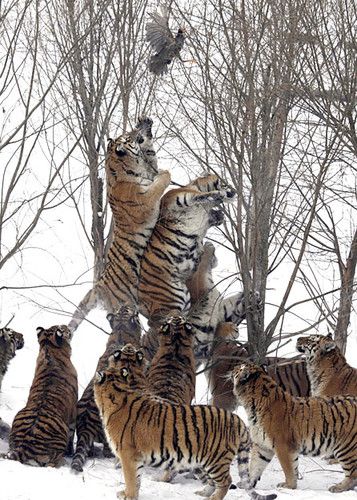 Funny Tigers Try To Catch Bird