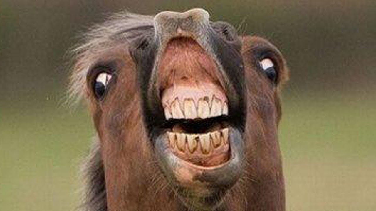 Funny Weird Laughing Face Horse