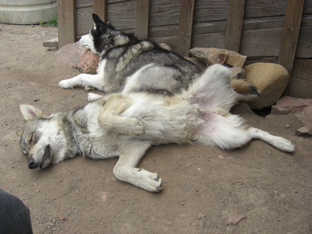 Funny Wolf And Dog Sleeping