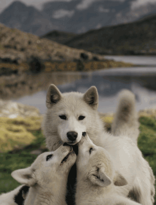 Funny Wolf Babies Licking Gif