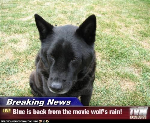 Funny Wolf Breaking News