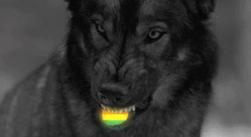 Funny Wolf Colorful Tongue Gif