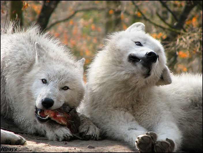 Funny Wolf Couple