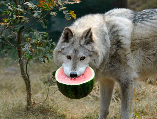 Funny Wolf Eating Watermelon