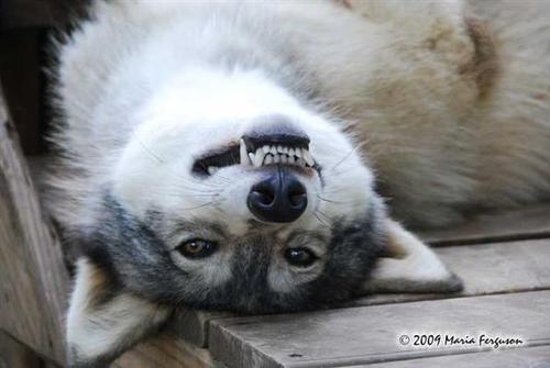 Funny Wolf Laughing Face