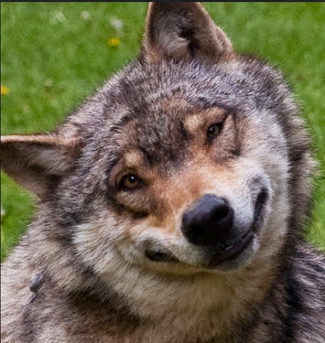 Funny Wolf Smiley Face