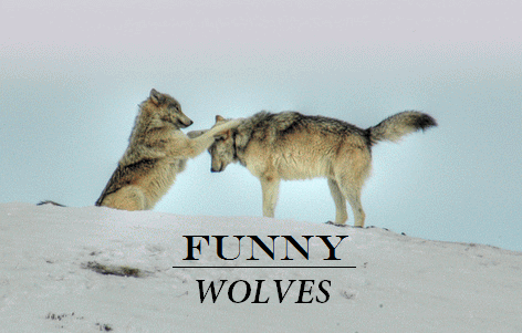 Funny Wolves Image