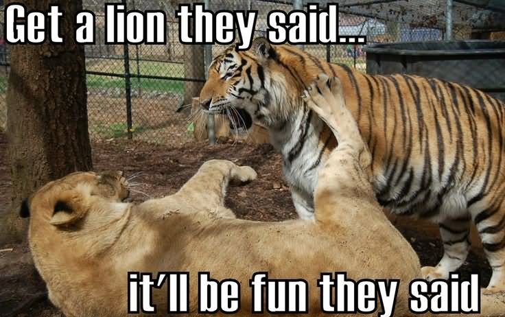 Get A Lion They Said Funny Meme