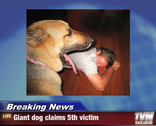 Giant Dog Claim 5 The Victim Funny Breaking News
