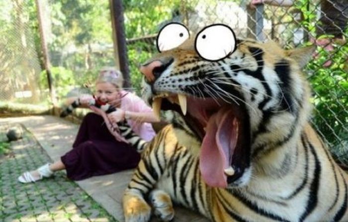 Girl Eating Tiger's Tail Funny Picture For Facebook