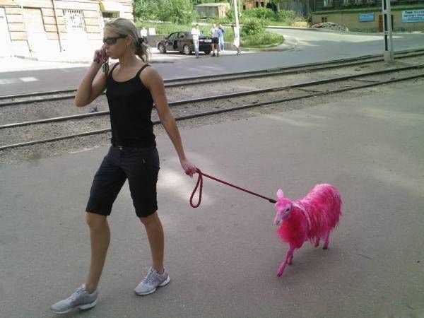 Girl Walking With Funny Pink Goat