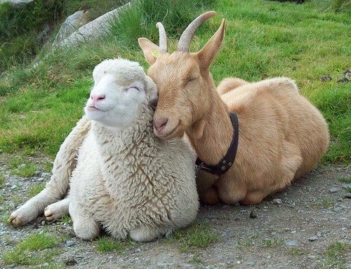 Goat And Sheep Funny Friendship Picture
