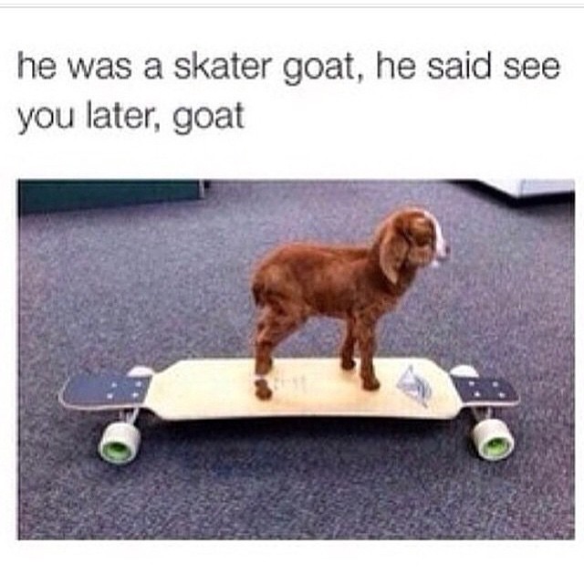 Goat Baby On Funny Skateboarding